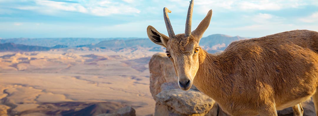 Israel, Jordan & Egypt Private Tours